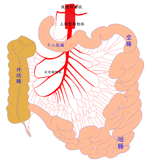small bowel circulation
